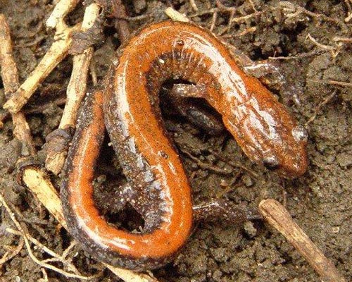 Red-backed salamander